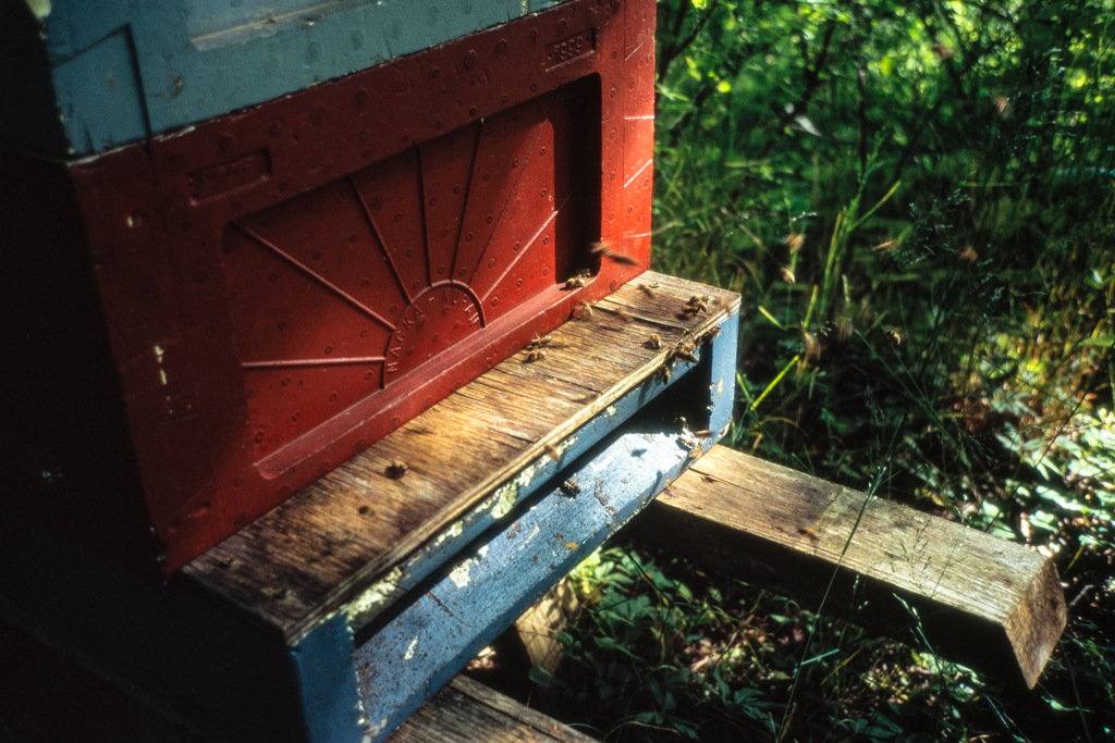 Människor och bin – studiecirkelträff 10 oktober  